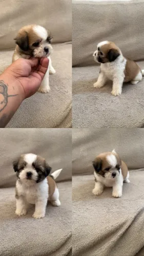 Shih tzu fêmea