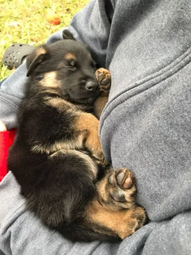 Pastor alemão Uma opção interessante para quem ama cães