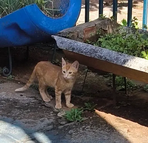 Gatos para adoção 