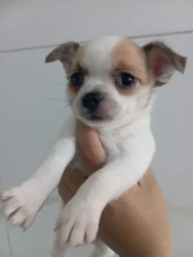 Filhotes de chihuahua
