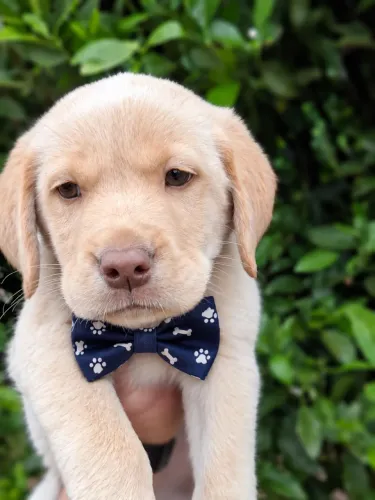 Labrador macho raça pura vacinado já