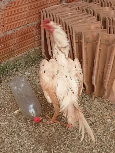 Galo Índio