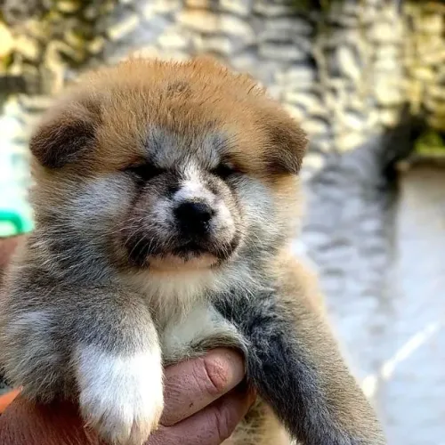 Akita Inu,Akita Inu Filhote Selecionado Alta Procedência