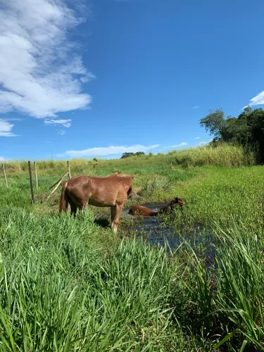 Cavalo Quarto de milha