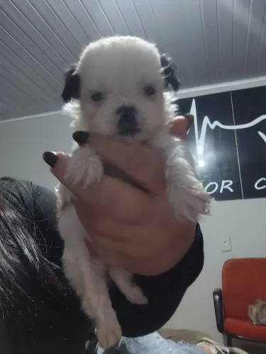 Shitzu super mini 
