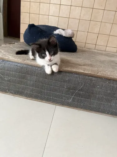 Doação de gato
