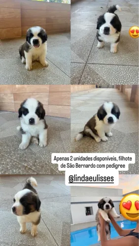 Filhotes de cão São Bernardo com pedigree