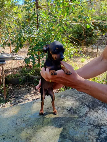 Filhote de pinscher macho disponível