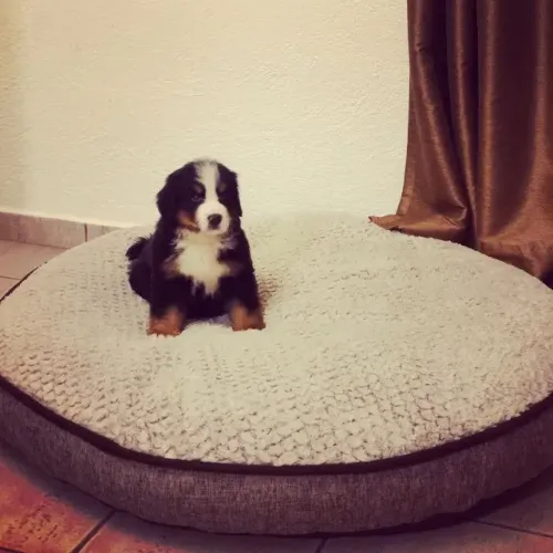 ?Últimos filhotes de Bernese disponíveis?