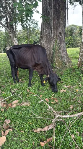 Vendo Vaca Girolando 1/2 sangue registrada em lactação com bezerro.