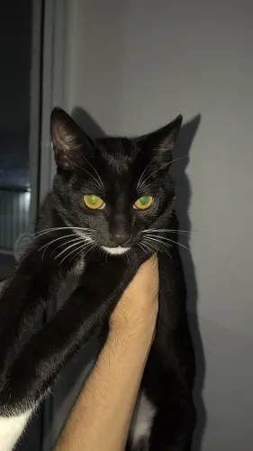 Doa se gato filhote