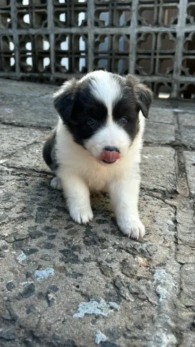 Filhotes de Border Collie - Machos e Fêmeas Disponíveis