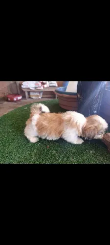 Lindo filhote Shitzu macho 