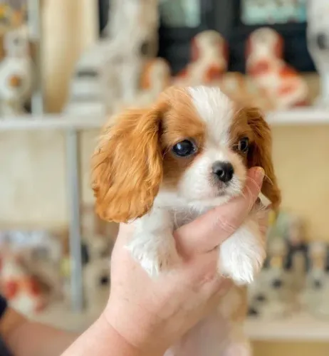 Cavalier King: Um Amor de Companheiro com Compra Segura