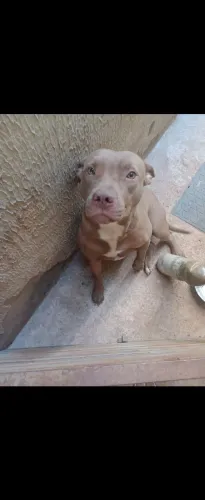 Doa pit bul