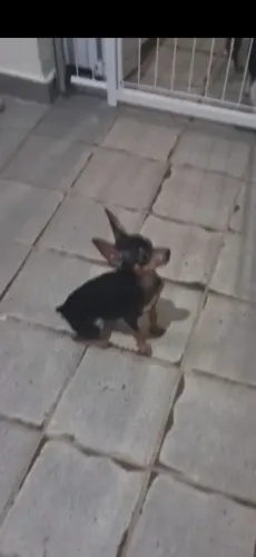 Vende se pinscher n?1