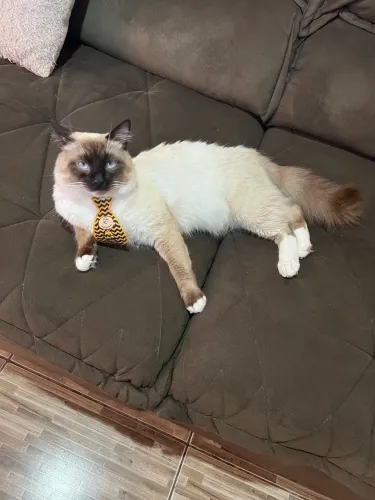 Gato Ragdoll