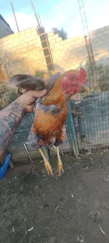 Galo garnisé