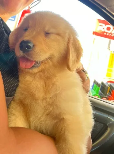 Filhotes de Golden Retriever 