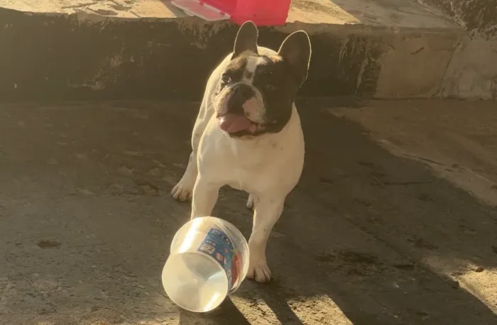 Bulldog francês