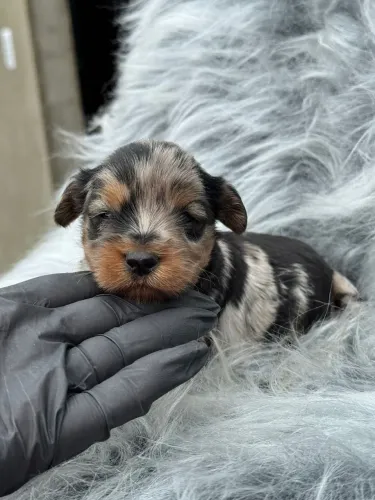 Yorkshire merle machinhos belezinhas de fofuras 