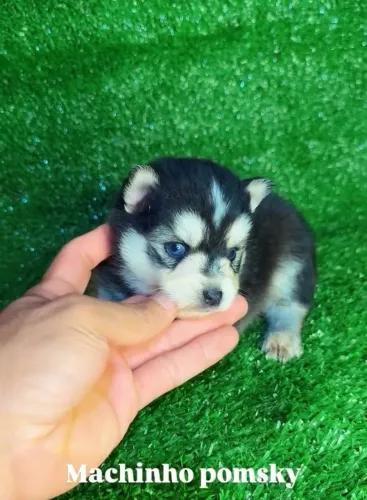 Filhote de pomsky