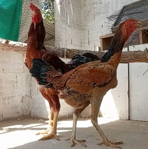 brahma light Indio Gigante