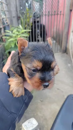 Filhotes de Yorkshire | Encanto que emociona.