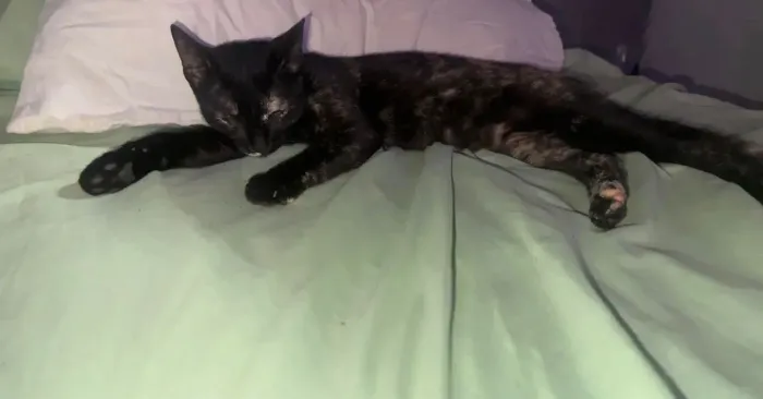 Gatinha pra doação 