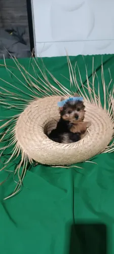 Filhote de yorkshire micro