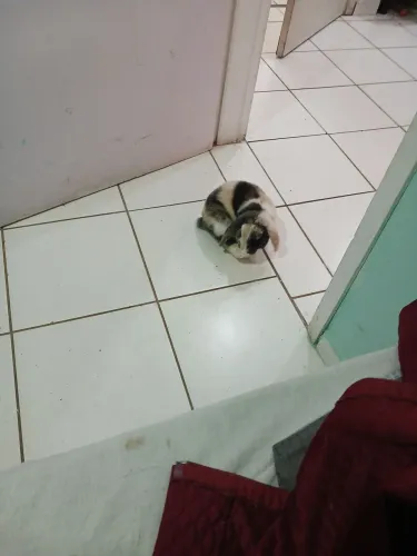 Eu estou doando um coelho macho por que ele está judiando dos meus gatos ? 
