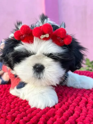 Fêmea Shih Tzu 