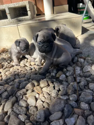 Filhotes de pug