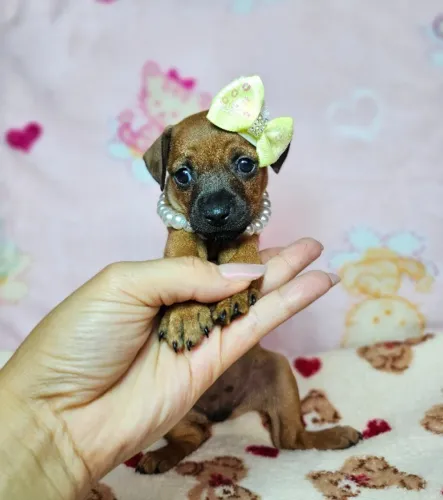 Neném Pinscher/Pincher de Raça Pura Macho e Fêmea Vacinados com Garantias