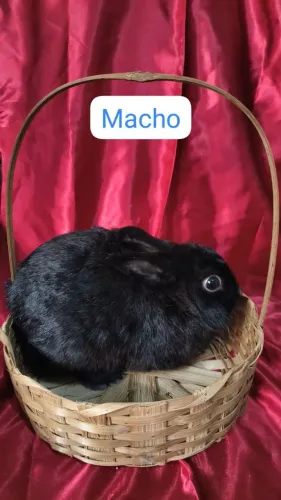 Mini coelho matriz