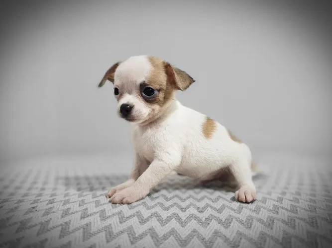 Chihuahua Macho pelo curto, 10x220