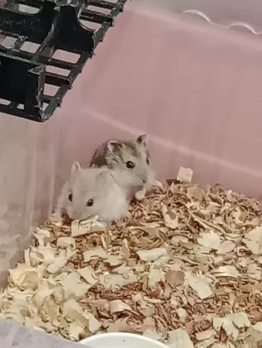 Hamsters Sírios e Russos 