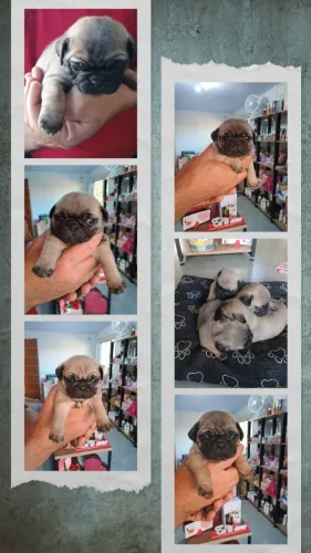 Vende-se lindos filhotes de Pug
