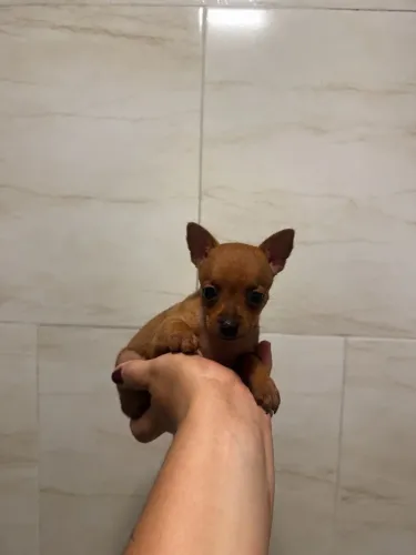 Vendo Pinscher fêmea 1 com 0