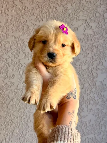 GOLDEN PURA PERFEIÇÃO ?