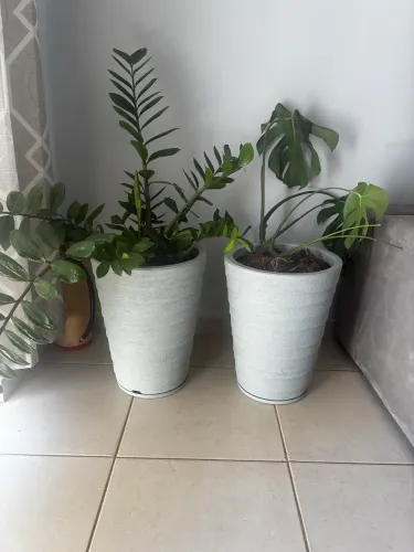 Duas plantas ornamentais com vasos - Altura 47 cm ?