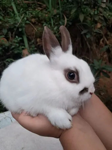 coelho anão filhote 