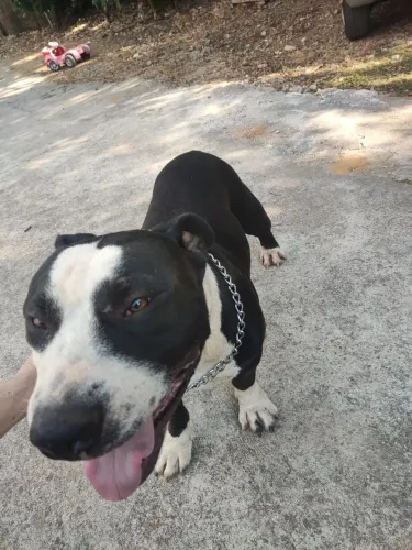 Doação American Bully filhote