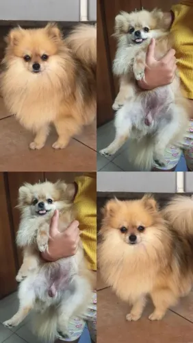 Luluzinha no cio
