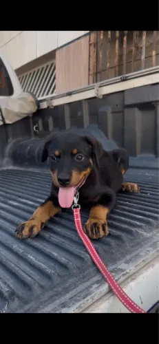 Filhote de Rottweiler