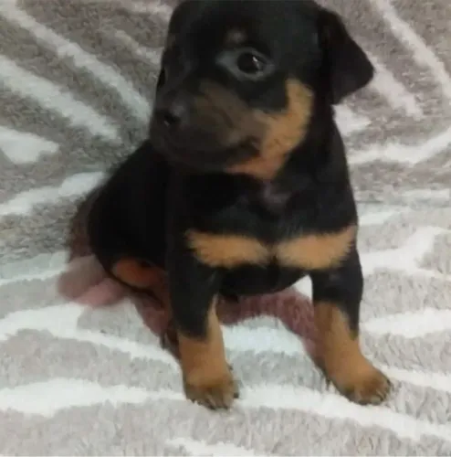 Filhote de pinscher