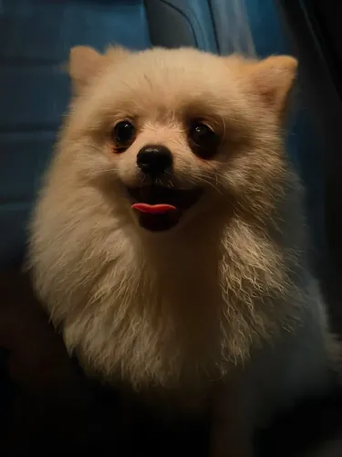 Spitz Alemao-Canil Dogs Fisher