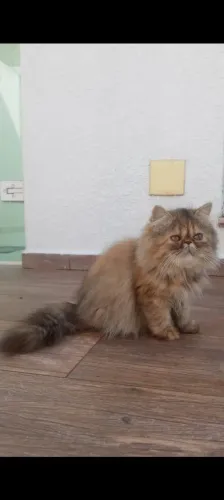 Vendo gata persa