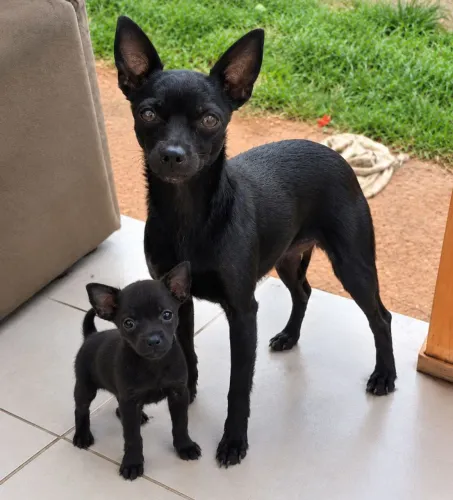 Filhote de Pinscher número 2