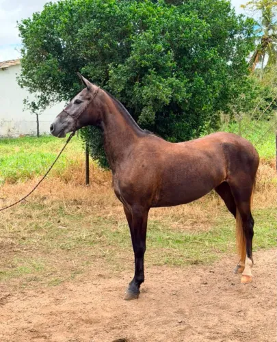 Égua mangalarga